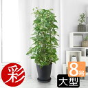 観葉植物 選べる 8号鉢 本物 セラアート鉢 大型 ポトスタワー パキラ シルクジャスミン ポトス アレカヤシ ガジュマルの木 ゲッキツ サンスベリア ウンベラータ ブラック ホワイト セラート鉢 ギフト プレゼント