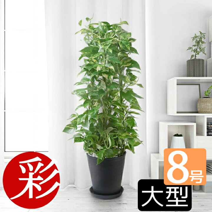 観葉植物 モンステラ 8号 プラスチックスクエア鉢 ホワイト ブラック おしゃれ お祝い 大型 送料無料 最も優遇 観葉植物 モンステラ 8号 プラスチックスクエア鉢 ホワイト ブラック おしゃれ お祝い 大型 送料無料 最も優遇