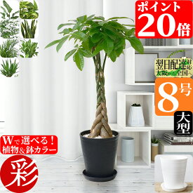 観葉植物 選べる 8号鉢 本物 セラアート鉢 大型 ポトスタワー パキラ シルクジャスミン ポトス アレカヤシ ガジュマルの木 ゲッキツ サンスベリア ウンベラータ ブラック ホワイト セラート鉢 ギフト プレゼント