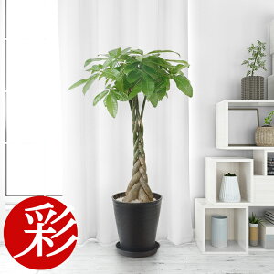 観葉植物 シルクジャスミンの人気商品 通販 価格比較 価格 Com