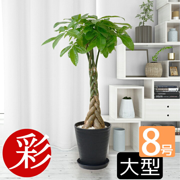 楽天市場 選べる セラアート鉢 8号鉢 観葉植物 パキラ ゲッキツ サンスベリア アレカヤシ ポトス ヘゴ仕立て ガジュマルの木 ポトス タワー仕立て シルクジャスミン 大型 インテリア 開店祝い 移転祝い おしゃれ 花 ブラック ホワイト 室内 ギフト プレゼント 観葉植物