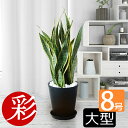 【11日01:59までポイント2倍】観葉植物 サンスベリア・ローレンティー 8号鉢 セラアート鉢 大型 本物 観葉植物 サンセベリア ローレンチー お祝い インテリア 開店祝い 移転祝い 新築祝い 室内 オフィス ギフト プレゼント サンスベリア 観葉植物