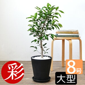 y1101:59܂Ń|Cg2{zϗtA KW}ij ZA[g 8 ^ { K̖ ϗtA tBJX CeA zj JXj ړ]j j Vzj  