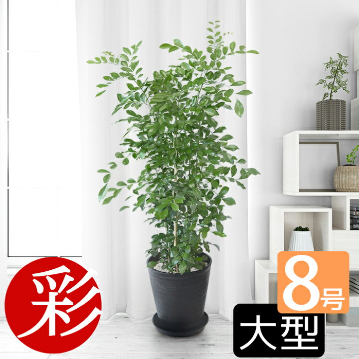 楽天市場 選べる セラアート鉢 8号鉢 観葉植物 ゲッキツ シルクジャスミン パキラ サンスベリア アレカヤシ ポトス ヘゴ仕立て ガジュマルの木 ポトス タワー仕立て 大型 インテリア 開店祝い 移転祝い おしゃれ 花 ブラック ホワイト 室内 ギフト プレゼント 観葉植物