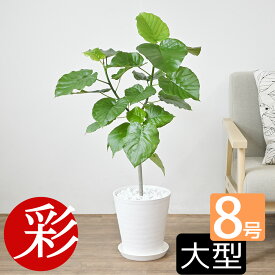 【29日限定ポイント4倍】観葉植物 選べる セラアート鉢 8号鉢 フィカス・ウンベラータ ゲッキツ シルクジャスミン パキラ サンスベリア アレカヤシ ガジュマルの木 ポトス 大型 インテリア おしゃれ 花 ブラック ホワイト ギフト プレゼント