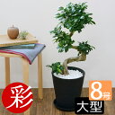 観葉植物 本物 ガジュマル（昇り竜） セラアート鉢 8号鉢 大型 インテリア 開店祝い お祝い 新築祝い フィカス属 ガジュマルの木 がじゅまる ブラック ホワイト セラート鉢 室内 オフィス ギフト プレゼント