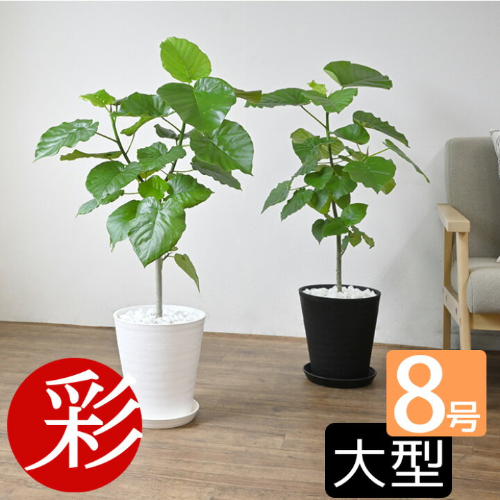 楽天市場 ウンベラータ セラアート鉢 8号鉢 観葉植物 フィカス ウンベラータ 大型 インテリア 開店祝い 移転祝い アジアン おしゃれ 引越し祝い フィカス属 ゴムノキ ゴムの木 ウンベラーダ ブラック ホワイト セラート鉢 室内 ギフト プレゼント 観葉植物の専門店 彩