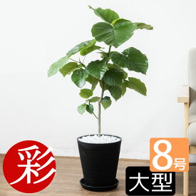 観葉植物 本物 ウンベラータ セラアート鉢 8号鉢 フィカス・ウンベラータ 大型 インテリア アジアン おしゃれ 引越し祝い フィカス属 ゴムノキ ゴムの木 ブラック ホワイト セラート鉢 室内 オフィス ギフト プレゼント