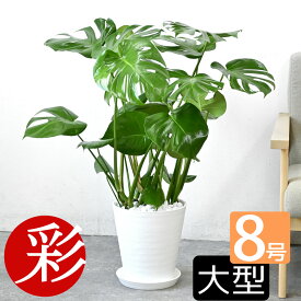 モンステラ 観葉植物 本物 大型 セラアート鉢 8号鉢 観葉植物 モンステラ・デリシオサ インテリア 開店祝い 移転祝い お祝い 新築祝い ブラック ホワイト おしゃれ セラート鉢 室内 オフィス ギフト プレゼント モンステラ