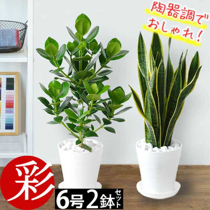 3300円 最新アイテム 観葉植物 4鉢セット 7号 6号 4号 3