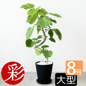 y1101:59܂Ń|Cg2{zϗtA { Ex[^ ZA[g 8 Ȃ` tBJXEEx[^ ^ CeA AWA  zj tBJX SmL S