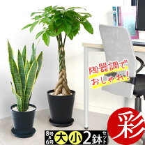楽天市場】モンステラ 観葉植物 8号の通販