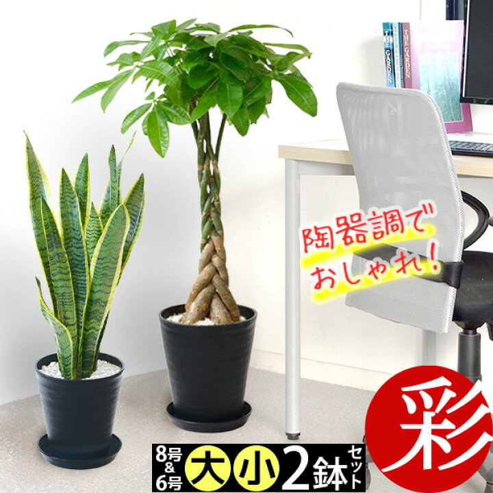 最も優遇の 観葉植物 パキラ 10号鉢 大型 室内用 インテリア おしゃれ 通販 人気