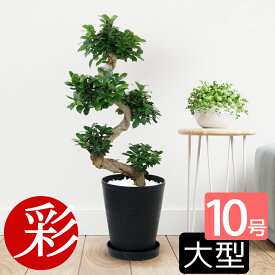観葉植物 ガジュマル 10号鉢 大型 本物 (昇り竜) セラアート鉢 多幸の木 観葉植物 がじゅまる フィカス属 インテリア アジアン 引越し祝い 開店祝い 移転祝い お祝い 新築祝い ブラック ホワイト セラート鉢 ガジュマルの木