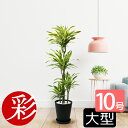 観葉植物 本物 ドラセナ ワーネッキー レモンライム セラアート鉢 10号鉢 大型 インテリア おしゃれ 引越し祝い 新築祝い 観葉植物 本物 開店祝いに ブラック ホワイト セラート鉢 室内 オフィス ギフト プレゼント 花
