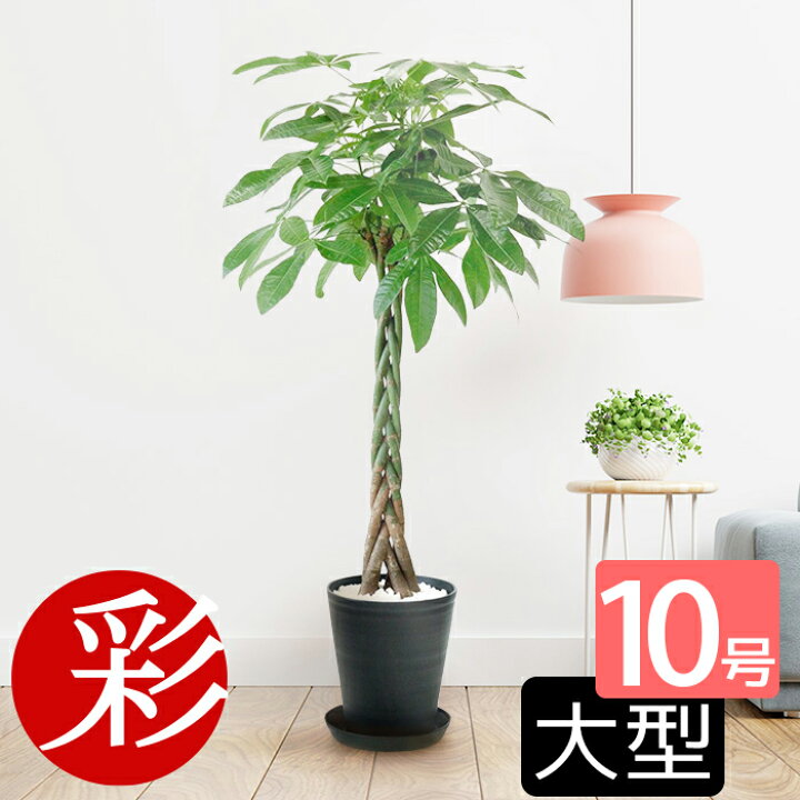 楽天市場】【20日限定ポイント2倍】観葉植物 10号鉢 パキラ フィカス 