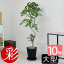 観葉植物 本物 フィカス・ベンガレンシス セラアート鉢 10号鉢 曲がり樹形 ベンガルボダイジュ 大型 インテリア おしゃれ ブラック ホワイト セラート鉢 ベンガルゴム フィカス属 室内 オフィス お祝い ギフト プレゼント 花