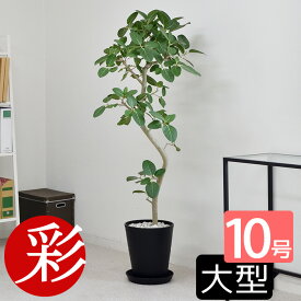 観葉植物 本物 フィカス・ベンガレンシス セラアート鉢 10号鉢 曲がり樹形 ベンガルボダイジュ 大型 インテリア おしゃれ ブラック ホワイト セラート鉢 ベンガルゴム フィカス属 室内 オフィス お祝い ギフト プレゼント 花