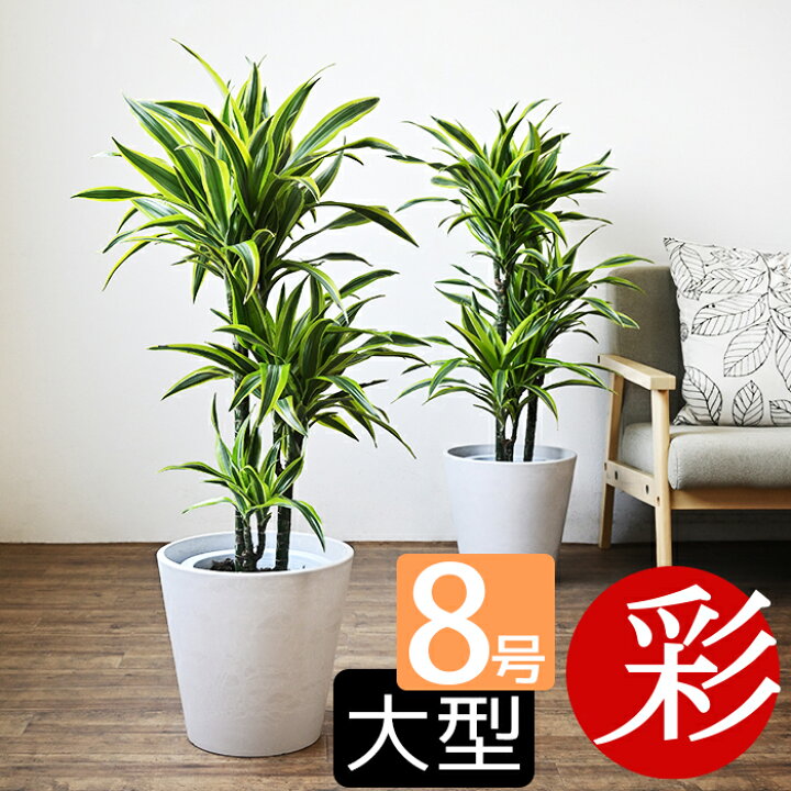 楽天市場 観葉植物 ドラセナ ワーネッキー レモンライム 8号鉢 鉢カバー付 プランターカバー ガルボ インテリア 開店祝い 移転祝い お祝い 新築祝い アジアン おしゃれ 室内 オフィス ギフト プレゼント 観葉植物の専門店 彩植健美