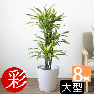 ϗtA hZiE[lbL[EC 8 ^ { Jo[t v^[Jo[EK{ ϗtA hZiEfVXEC zj JXj ړ]j V