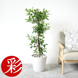 【16日までポイント3倍】観葉植物 ガジュマル 8号鉢 大型 鉢カバー付 プランターカバー・ガルボ 本物 多幸の木 観葉植物 フィカス属 インテリア 開店祝い 移転祝い お祝い 新築祝い おしゃれ ビジネス オフィス ギフト プレゼント ガジュマルの木