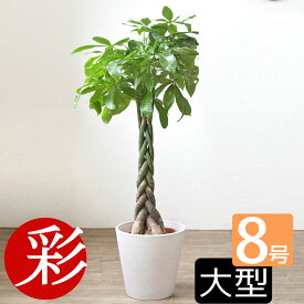 パキラ 観葉植物 8号鉢 プランターカバー・ガルボ 鉢カバー付 本物 お祝い インテリア パキラ 観葉植物 開店祝い 移転祝い 新築祝い 室内 オフィス ギフト プレゼント パキラ 観葉植物