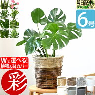 【15日正午までポイント2倍】観葉植物 本物 6号鉢 選べる 鉢カバー付き モンステラ サンスベリア アンス…