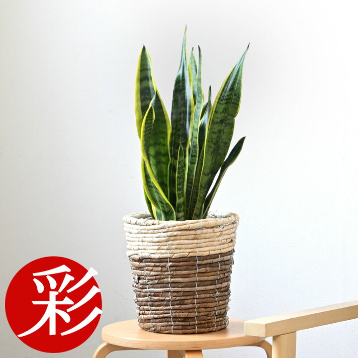 楽天市場】観葉植物 サンスベリア・ローレンティー 6号鉢 選べる鉢 