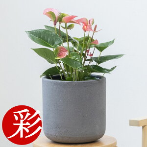 ϗtA { AXE CsN`sI 6 Iׂ锫Jo[t CeA AWA AXE zj JXj ړ]j Vzj j AX[ 