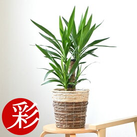 観葉植物 ユッカ・エレファンティペス 6号鉢 選べる鉢カバー付き 本物 モダン トロピカル インテリア スタンド アジアン おしゃれ 引越し祝い 開店祝い 移転祝い 新築祝い お祝い 花 室内 オフィス ギフト プレゼント