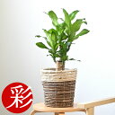 【11日01:59まで3%引クーポン+P2倍】観葉植物 幸福の木 6号鉢 選べる鉢カバー付き 大型 本物 ドラセナ・マッサンゲアナ 観葉植物 インテリア アジアン お祝い 開店祝い 移転祝い 新築祝い おしゃれ 室内 オフィス ギフト プレゼント 花 幸福の木 観葉植物