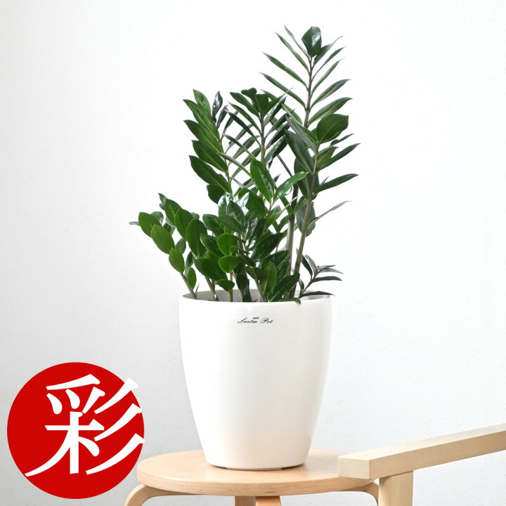 楽天市場】観葉植物 ザミオクルカス・ザミフォーリア 6号鉢 選べる鉢 