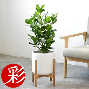 �ϗt�A�� �N���V�A�E���[�A 6���� ���J�o�[�t�� �{�� ��^ �ϗt�A�� �N���V�� ���[�A ���j�� �J�X�j�� �ړ]�j�� �V�z�j�� ���� �A�W�A�� �I�t�B�X �M�t�g �v���[���g �N���V�A �ϗt�A��