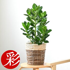 観葉植物 クルシア・ロゼア 6号鉢 選べる鉢カバー付き 本物 大型 スタンド 観葉植物 クルシャ ロゼア お祝い 開店祝い 移転祝い 新築祝い 室内 アジアン オフィス ギフト プレゼント クルシア 観葉植物