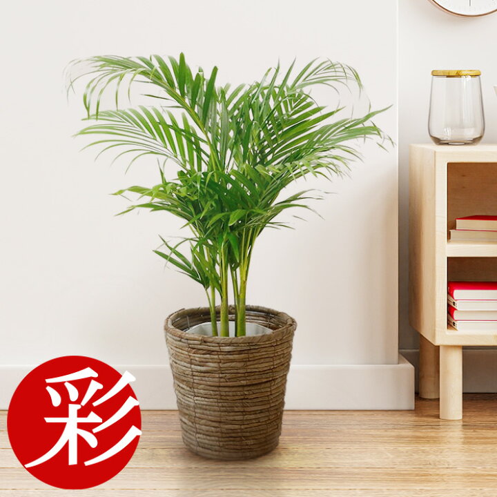 楽天市場 アレカヤシ 6号鉢 選べる４色の鉢カバー付 ミニ観葉植物 インテリア スタイリッシュ アジアン 引越し祝い 開店祝い 移転祝い 新築祝い お祝い 日陰 観葉植物 室内 ギフト プレゼント 観葉植物の専門店 彩植健美