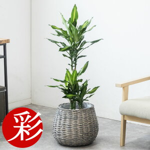 ϗtA { Iׂ 7 Jo[t pL ^ TXxA Xe xKVX KW} K̖ bJ Ex[^ QbLc hZi WF CeA JXj 