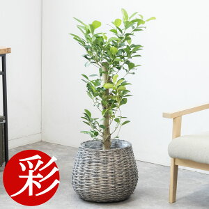 y2701:59܂P2{+ő3%N[|zzzϗtA { Iׂ 7 Jo[t pL ^ TXxA Xe xKVX KW} K̖ bJ Ex[^ Qb