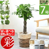 【15日正午までポイント2倍】観葉植物 7号鉢 選べる 鉢カバー付き パキラ 本物 大型 サンスベリア モンス…