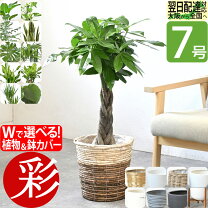 楽天市場】大型 モンステラ 観葉植物の通販