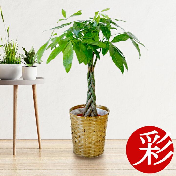 楽天市場 パキラ 7号鉢 鉢カバーオプション大型 お祝い 開店祝い 移転祝い 新築祝い 室内 ギフト プレゼント 観葉植物の専門店 彩植健美