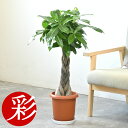 【土日限定最大7%引クーポン配布中】パキラ 7号鉢 観葉植物 大型 本物 鉢カバーオプション お祝い インテリア パキラ 観葉植物 開店祝い 移転祝い 新築祝い 室内 オフィス ギフト プレゼント パキラ 観葉植物