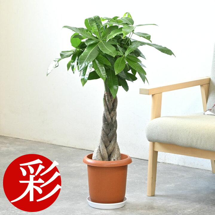 楽天市場】パキラ 7号鉢 観葉植物 大型 本物 鉢カバーオプション 