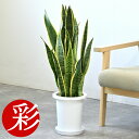 観葉植物 サンスベリア・ローレンティー 7号鉢 鉢カバーオプション 大型 本物 観葉植物 サンセベリア ローレンチー お祝い 開店祝い 移転祝い 新築祝い 室内 オフィス ギフト プレゼント サンスベリア 観葉植物