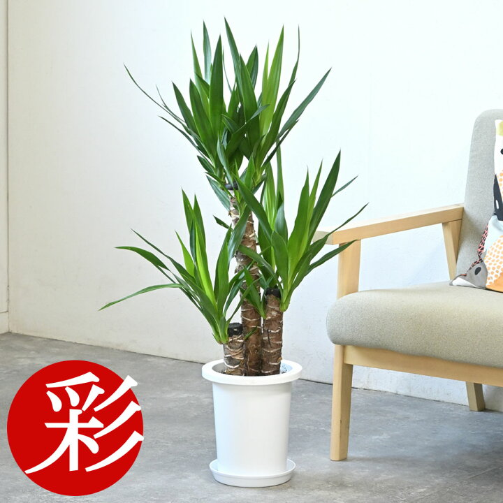 楽天市場】【18日まで最大1,000円引クーポン配布中】観葉植物 ユッカ 