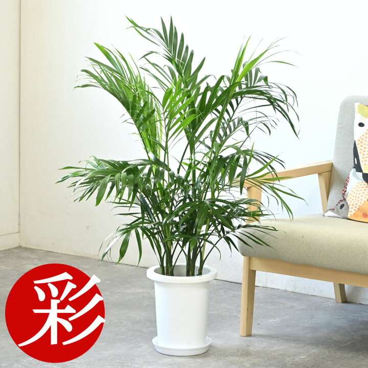 楽天市場】【20日限定ポイント2倍】観葉植物 本物 メキシコ 