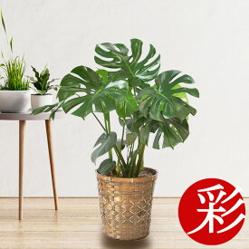 楽天市場 ヒメモンステラ カラーマルチカラー 花 ガーデン Diy の通販