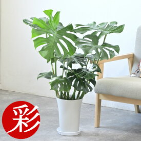 モンステラ 観葉植物 本物 大型 7号鉢 (レギュラーサイズ) 鉢カバーオプション 観葉植物 モンステラ・デリシオサ お祝い 開店祝い 移転祝い 新築祝い 室内 オフィス ギフト プレゼント 観葉植物 モンステラ レギュラー