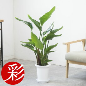 観葉植物 ストレリチア・オーガスタ 7号鉢 鉢カバーオプション 大型 本物 ストレチアオーガスタ 観葉植物 お祝い 開店祝い 移転祝い 新築祝い 室内 オフィス ギフト プレゼント ストレリチア オーガスタ 観葉植物