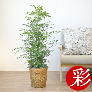 観葉植物 シルクジャスミンの人気商品 通販 価格比較 価格 Com