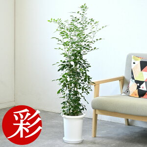 �y15���܂Ń|�C���g3�{�z�V���N�W���X�~�� �ϗt�A�� �Q�b�L�c 7���� ���J�o�[�I�v�V���� �ϗt�A�� �Q�b�L�c�i�V���N�W���X�~���j �{�� ���� ��^ ���j�� �J�X�j�� �ړ]�j�� �V�z�j�� ���� �I